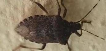 Malattia di Chagas spaventa l’America Latina, circa 6 mln convivono con l’infezione parassitaria