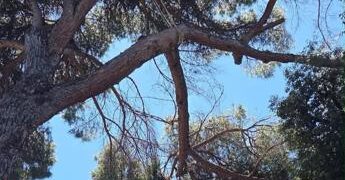 Roma, ramo su edificio in via delle Terme di Traiano