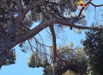 Roma, ramo su edificio in via delle Terme di Traiano