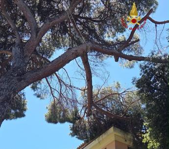 Roma, ramo su edificio in via delle Terme di Traiano