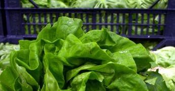 Epidemia di ciclosporiasi negli Usa, “infezioni causate da lattuga servita da Taco Bell”
