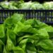 Giallo sull’epidemia di ciclosporiasi negli Usa, Fda: “Test su lattuga falso positivo”