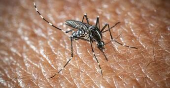 L’Oms lancia l’allarme, il virus West Nile cresce in Europa, 21 casi in Italia