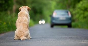 Ogni anno 130mila animali abbandonati, al via campagna Miav-Mutua Italiana Assistenza Veterinaria