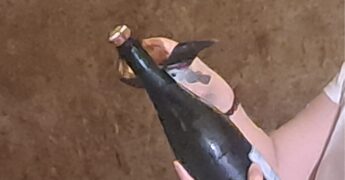 Vino: in Champagne vendemmia 2026 la più anticipata di sempre, sfida cambiamenti climatici e mercati