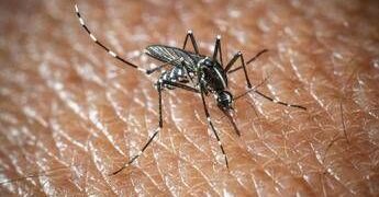 West Nile a Oristano, morta un’altra persona: è la quarta vittima del virus nella provincia