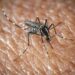 West Nile a Oristano, morta un’altra persona: è la quarta vittima del virus nella provincia