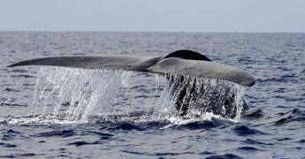 Balena di 200 anni in Groenlandia: “È nata prima della guerra civile americana”