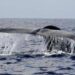 Balena di 200 anni in Groenlandia: “È nata prima della guerra civile americana”