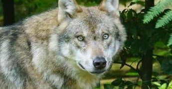 Bambini azzannati a Noicattaro, nuovi avvistamenti del lupo: scatta la caccia anche con i droni