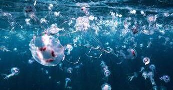 Bimbi in vacanza tra caldo record e punture di zecche e meduse, i consigli dell’esperta: “Ecco quando andare in ospedale”
