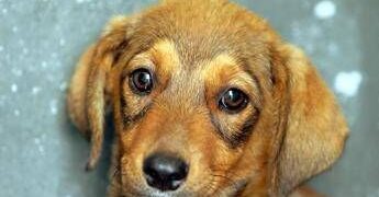 Cane e padrone, la somiglianza non è un caso: lo legge come un libro aperto