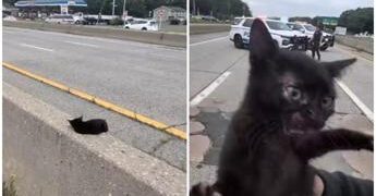 “C’è un gatto in autostrada”, l’operazione di salvataggio (riuscita) a New York