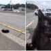 “C’è un gatto in autostrada”, l’operazione di salvataggio (riuscita) a New York