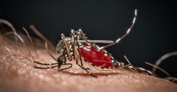 Cos’è la malaria, la ‘febbre palustre’ portata dalle zanzare che ora spaventa la Germania