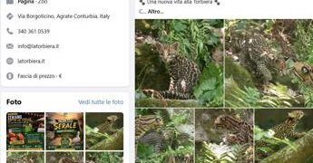 Cucciolo di ocelot al Parco Faunistico La Torbiera, il lieto evento vola sul web