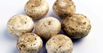 Da funghi champignon possibile azione anti-cancro prostata, si studia meccanismo