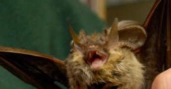 Donna si risveglia con un pipistrello in faccia: “Voleva infilarsi in bocca”
