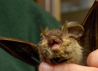 Donna si risveglia con un pipistrello in faccia: “Voleva infilarsi in bocca”
