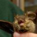 Donna si risveglia con un pipistrello in faccia: “Voleva infilarsi in bocca”