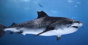 Foto con lo squalo, spopola il trend social che preoccupa gli Stati Uniti: “Rischio attacchi a riva”