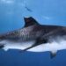 Foto con lo squalo, spopola il trend social che preoccupa gli Stati Uniti: “Rischio attacchi a riva”