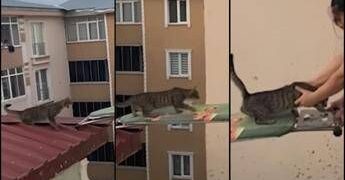 Gatto in pericolo su un tetto, il ‘salvataggio’ con… un’asse da stiro