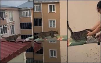 Gatto in pericolo su un tetto, il ‘salvataggio’ con… un’asse da stiro