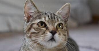 Gatto scompare per 10 anni, poi si presenta… al compleanno della padrona