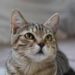 Gatto scompare per 10 anni, poi si presenta… al compleanno della padrona