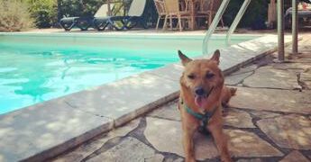 Giornata internazionale del cane, i consigli per viaggiare pet-friendly in Italia e all’estero