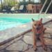 Giornata internazionale del cane, i consigli per viaggiare pet-friendly in Italia e all’estero