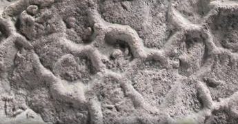 Il mistero del Paleodictyon: ecco chi disegna esagoni nei fondali marini da mezzo miliardo di anni