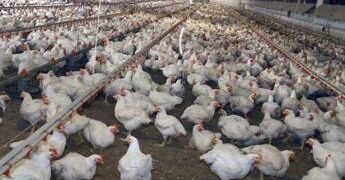 Meglio il pollo con pelle bianca o gialla? L’allevatore sfata un falso mito