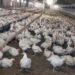 Meglio il pollo con pelle bianca o gialla? L’allevatore sfata un falso mito
