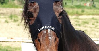 Morto Varenne, il più grande cavallo trottatore di tutti i tempi: aveva 31 anni
