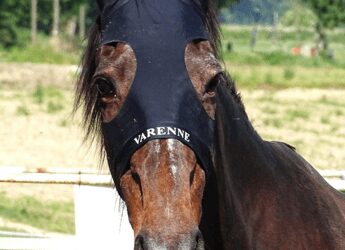 Morto Varenne, il più grande cavallo trottatore di tutti i tempi: aveva 31 anni