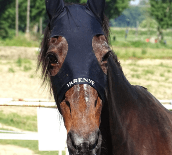 Morto Varenne, il più grande cavallo trottatore di tutti i tempi: aveva 31 anni