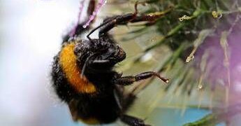 Morto dopo la puntura di un calabrone, cosa fare subito: cosa dice l’allergologa