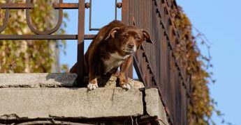 No a cani e gatti su balconi, scantinati, terrazze e cortili: la nuova legge in Spagna