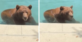 Orso si intrufola in un’abitazione privata per… un tuffo in piscina – Il video