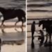 Paura per Belen, l’incidente con il cavallo: “Ho fatto una capriola tipo Dragon Ball”