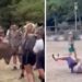 Prova a toccare un cervo e viene ‘caricato’: il video virale