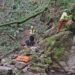 Tenta di salvare 13enne precipitato in una scarpata nel Bosco del Corniglio: morto capo scout