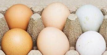 Uova bianche o marroni, quali sono migliori? Ecco cosa dice la scienza