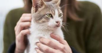 Vacanza gratis in Grecia… ma badando ai gatti randagi: l’annuncio ‘di lavoro’
