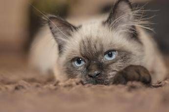Vitto e alloggio gratis sull’isola greca, bisogna ‘solo’ occuparsi dei gatti