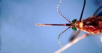 West Nile, Asl Teramo registra primo caso 2026 in Abruzzo: 85enne in buone condizioni