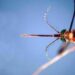 West Nile, Asl Teramo registra primo caso 2026 in Abruzzo: 85enne in buone condizioni
