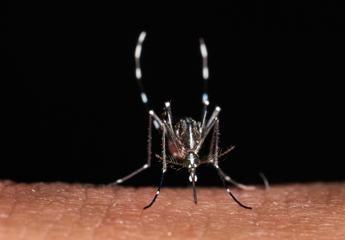 Zanzare, a scatenarle non è solo il caldo: un mix di fattori le ‘accende’